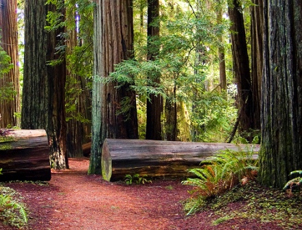 Redwood National Park